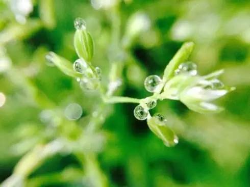 初春小雨古诗赏析（关于雨水的古诗）