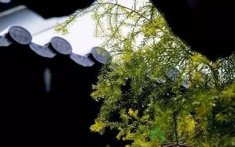 初春小雨古诗赏析（关于雨水的古诗）