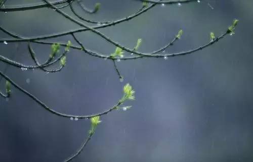 初春小雨古诗赏析（关于雨水的古诗）