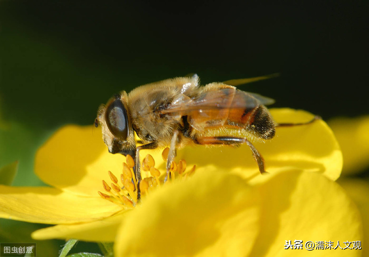 赞美蜜蜂勤劳的句子有哪些（赞美蜜蜂的3首著名古诗）