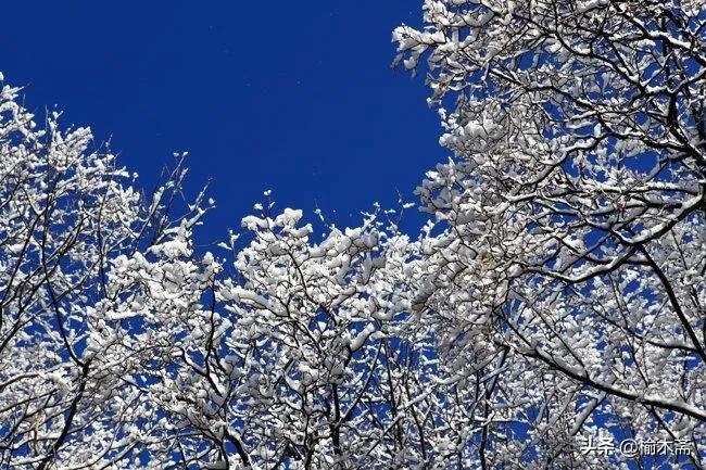 古诗雪罗隐的意思（古诗雪原文及解释）