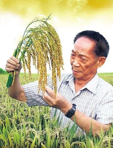 最敬佩的人作文400字（我最敬佩的一个人袁隆平）