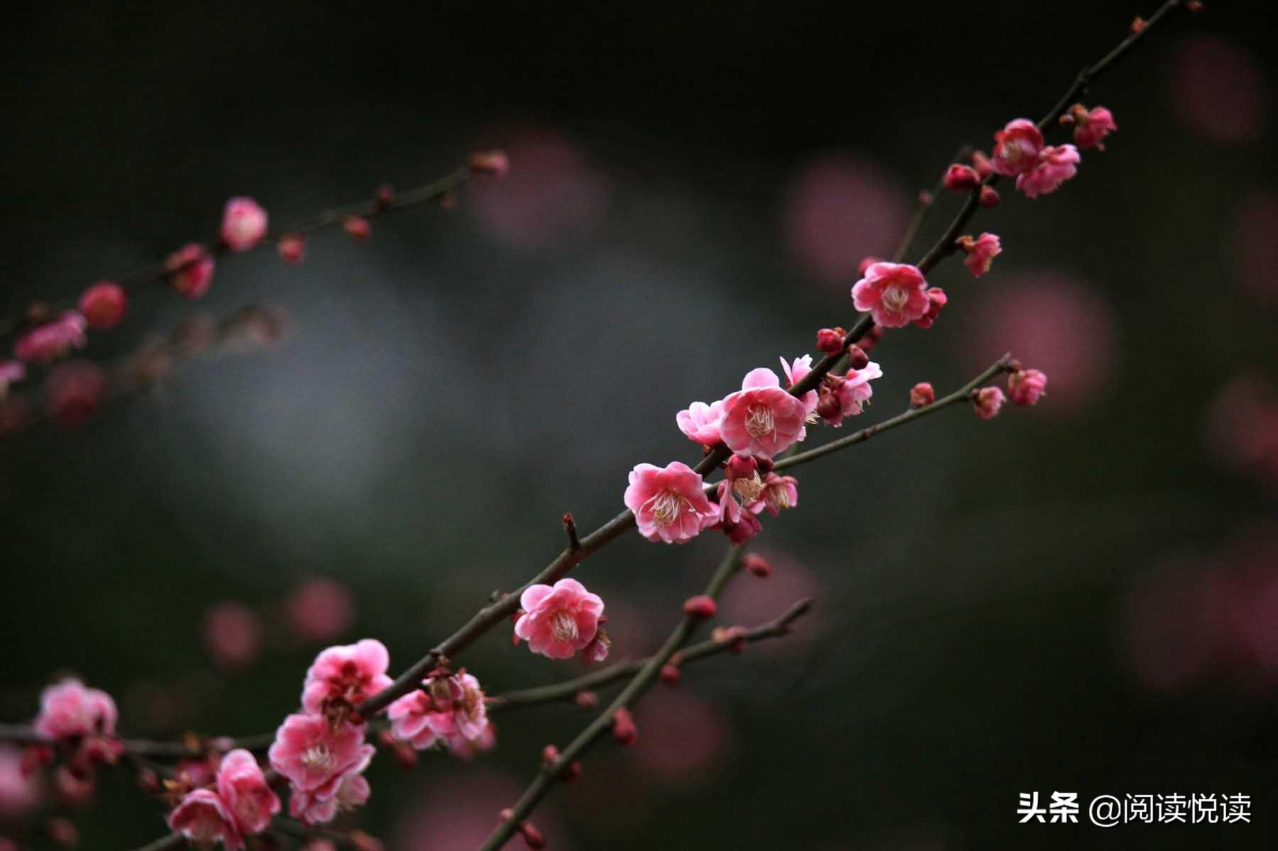 梅花的品格与精神（赞美梅花的简短优美句子）