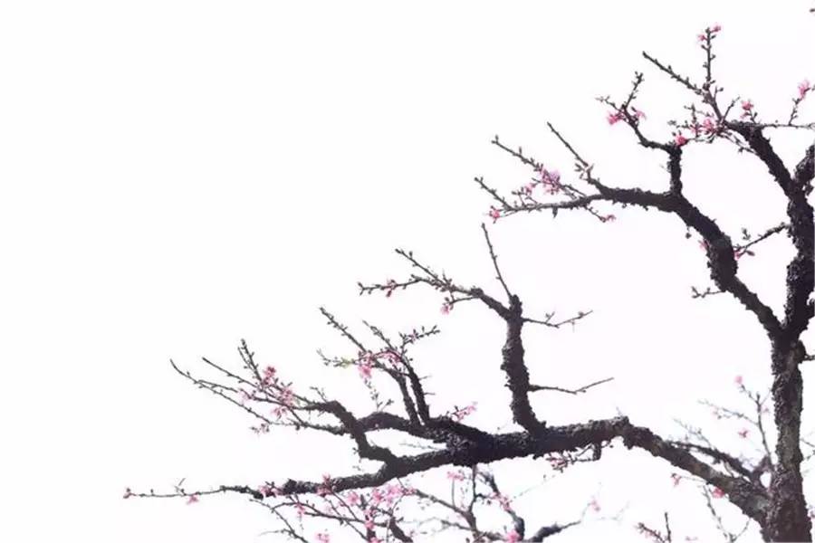 写一首描写春天的诗歌（描写春天的现代诗歌）