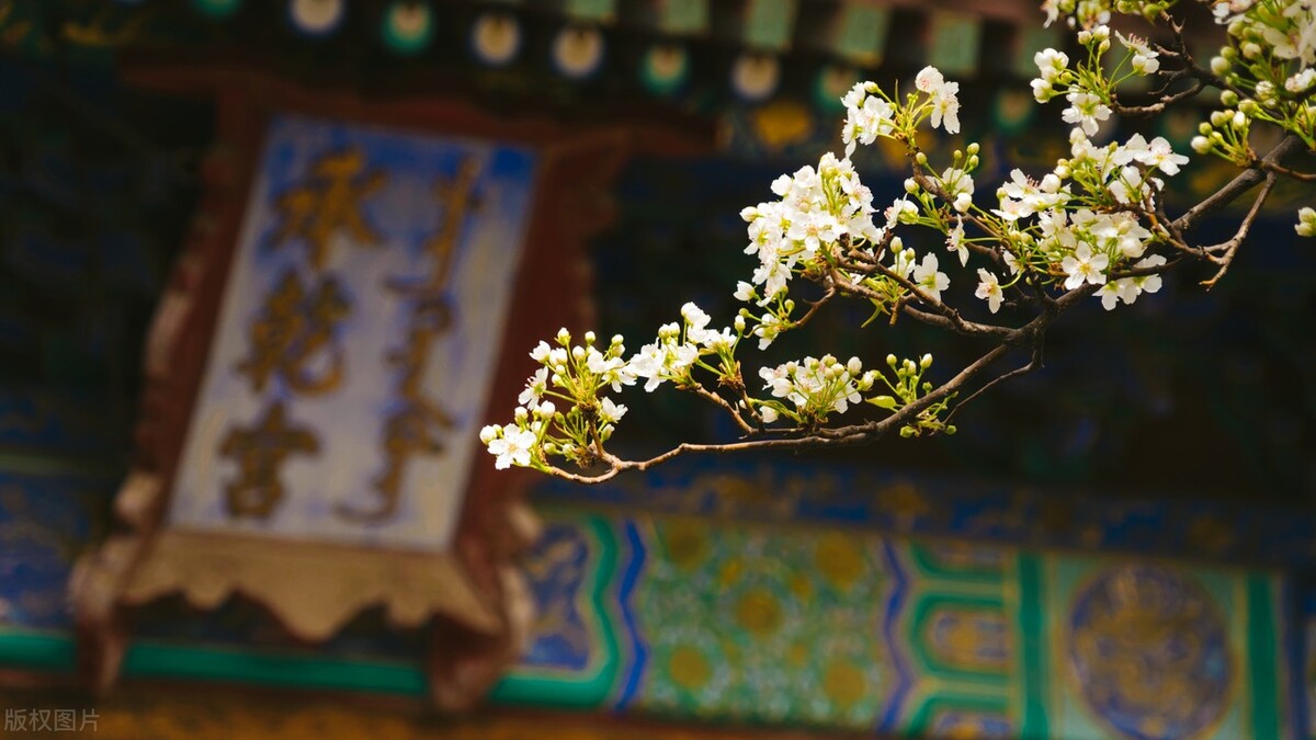 柳絮池塘淡淡风全诗（赞美春风杨柳的诗句）