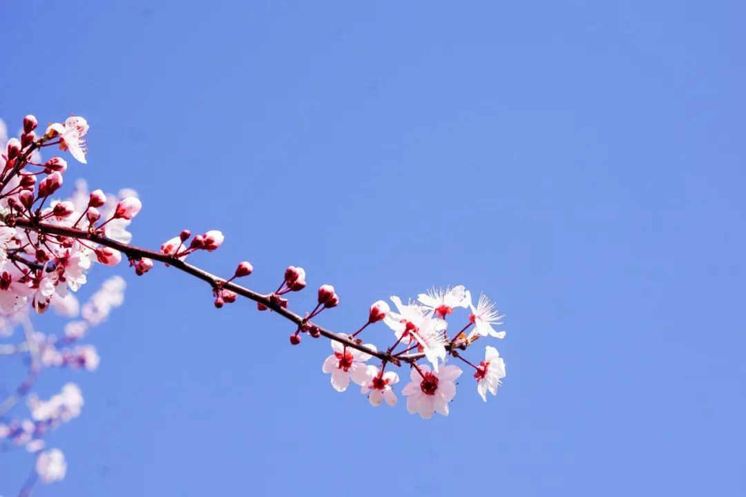 最经典的早春诗词（形容早春的唯美诗句）