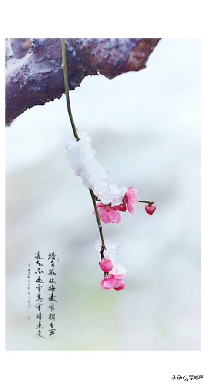 有关春天的诗句名言（描写春天的优美短句）