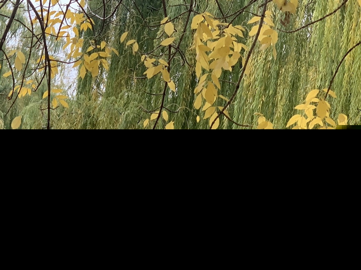 喜见外弟又言别原文及翻译（喜见外弟又言别古文赏析及诗意）