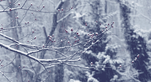 雪景的诗句古诗（描写冬天雪景的诗句）
