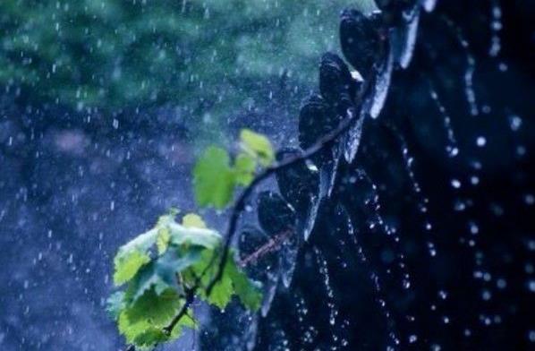 有关雨的文章片段（雨的散文欣赏）