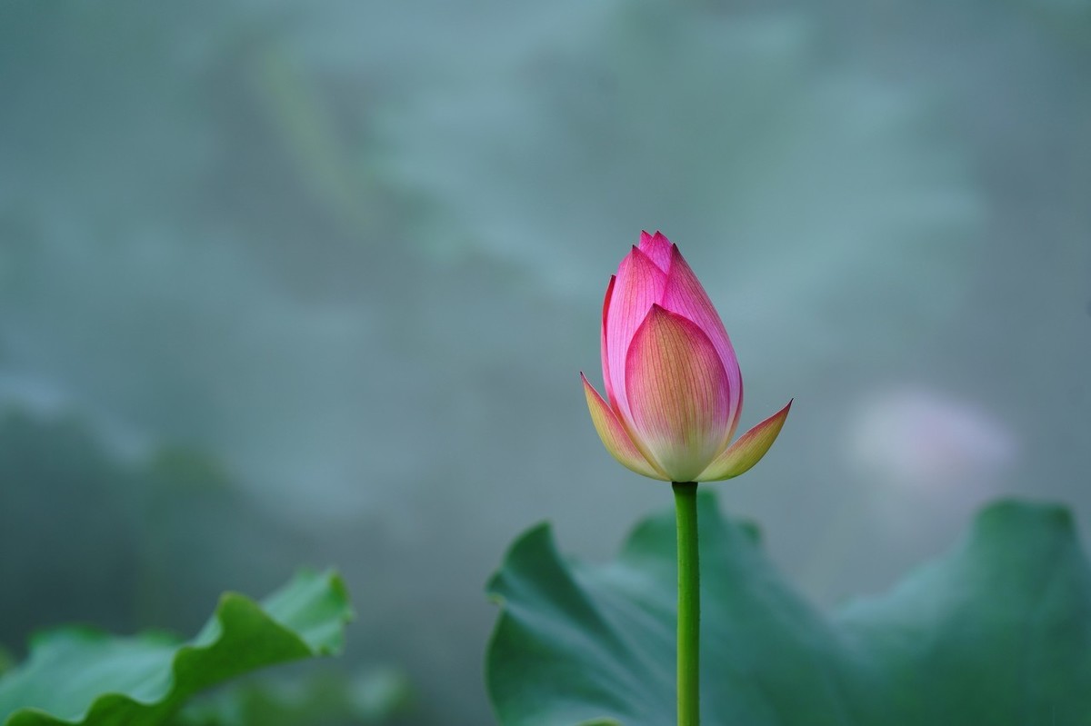 爱莲说笔记和翻译（爱莲说全文赏析及注释）