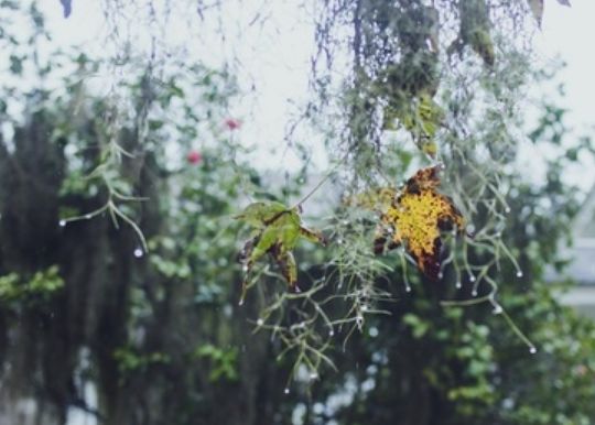 冬天的雨的优美句子（抖音上最火的下雨说说）