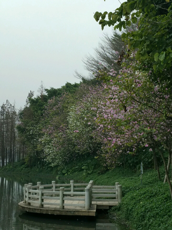赞扬木棉花的诗句有哪些（赞扬木棉花的古诗词大全）