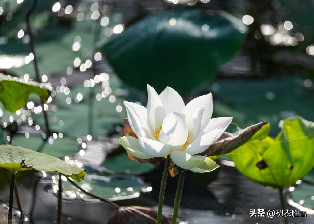形容荷花盛开的优美句子（赞美荷花的短句）