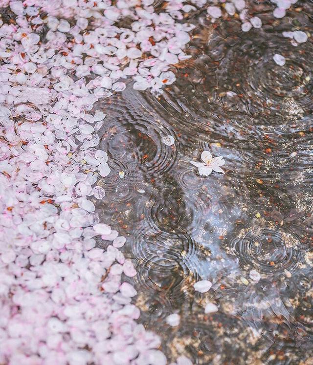 黛玉葬花原文片段（葬花吟原文及翻译）