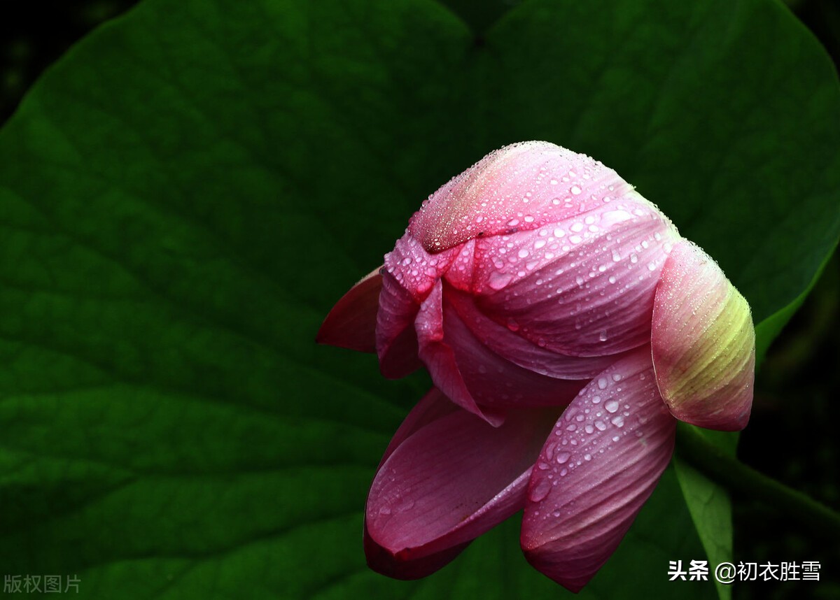立秋唯美句子经典（阳光简短励志唯美句子）