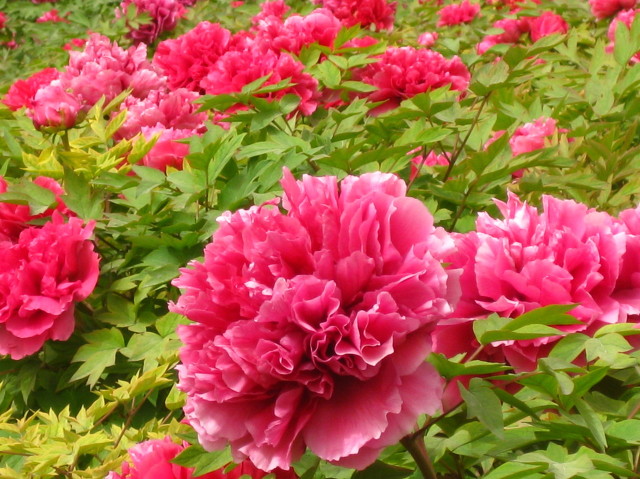 牡丹花作文300字三年级（三年级写植物牡丹花 ）