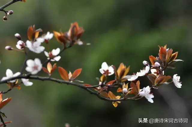 赞美四月的古诗（人间最美四月天的诗句）