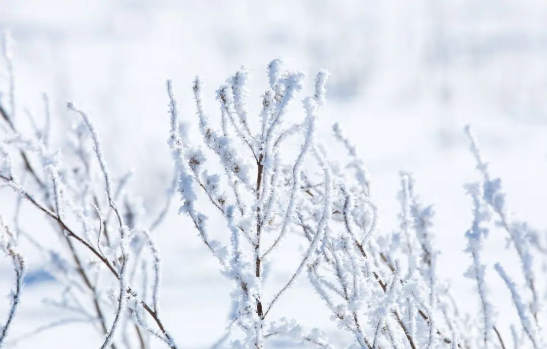 关于冬雪的诗句古诗（赞美冬雪的诗歌）