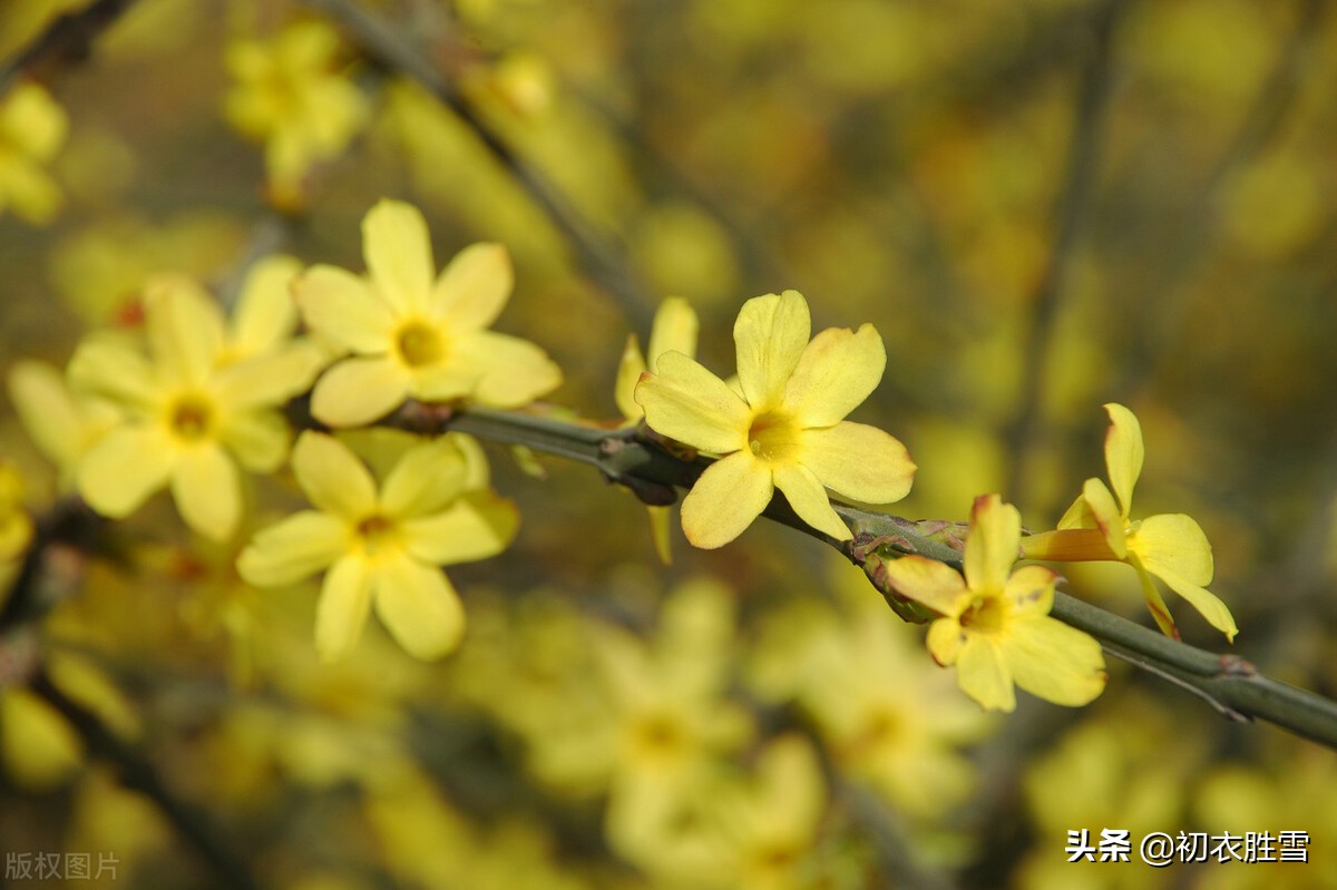 描写迎春花的优美句子（赞美迎春花经典名句）