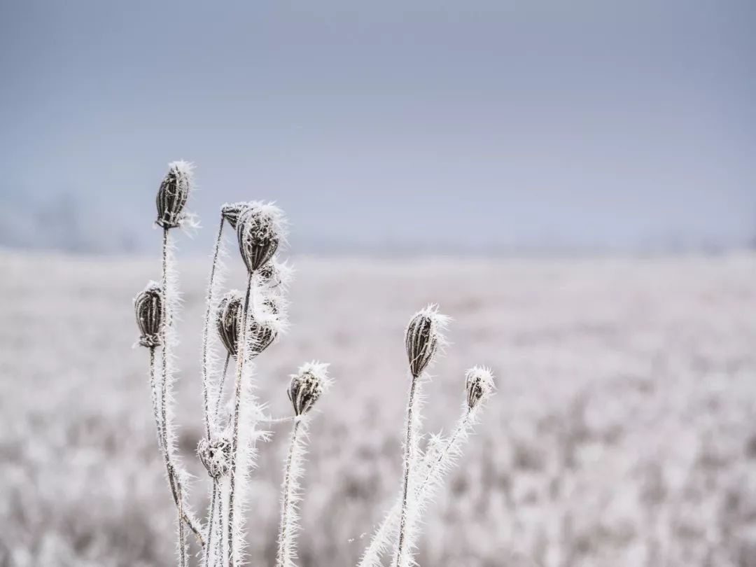 关于雪的古诗有哪些（描写雪的古诗名句）