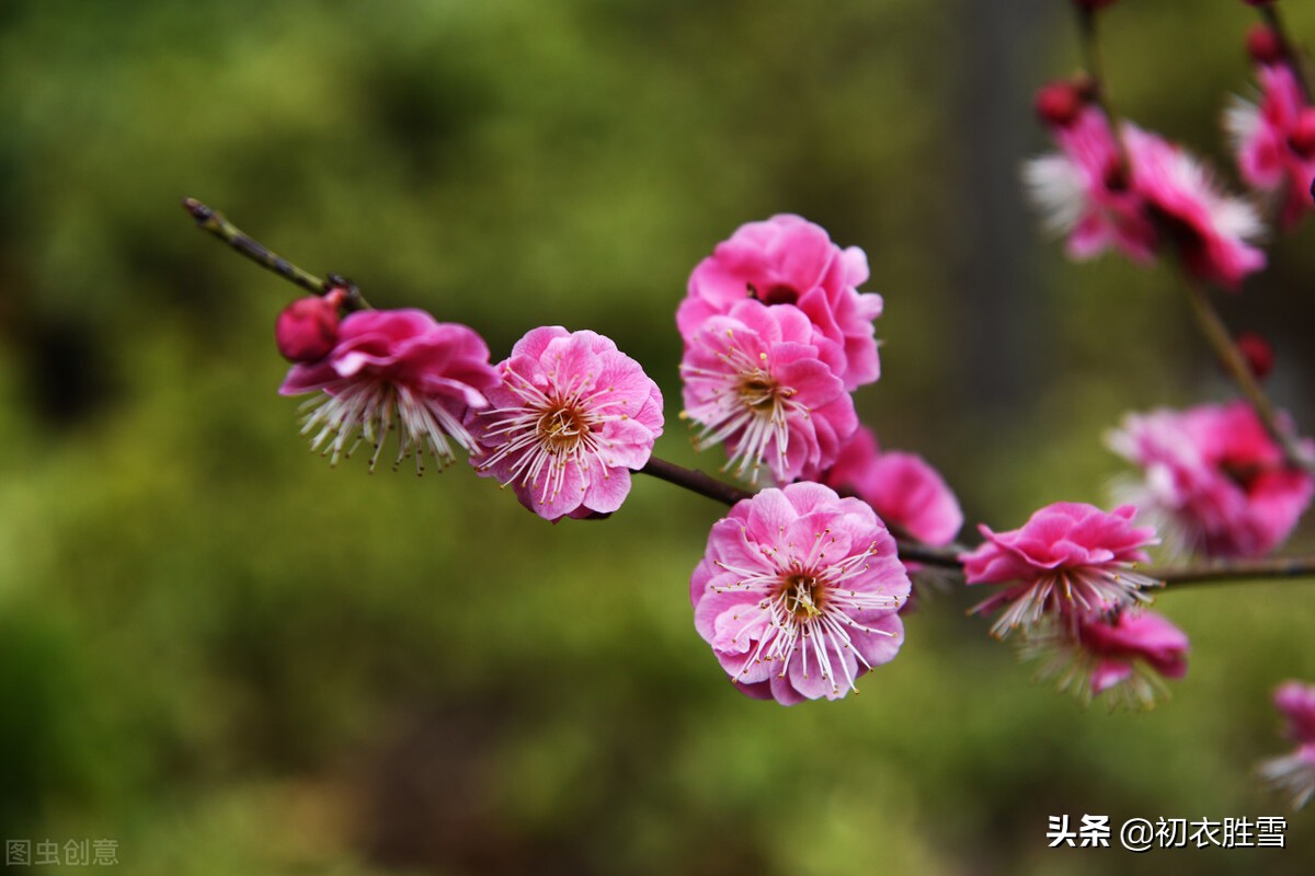 庆祝元旦的诗句古诗（关于元旦的优美诗句）