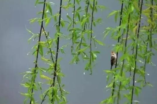 雨的诗句美好句子（关于雨的唯美诗词）