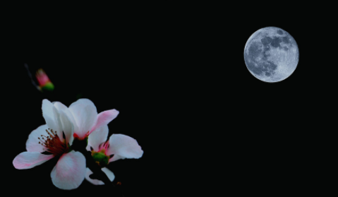 中秋节的好句摘抄大全（描写中秋节的唯美语录）
