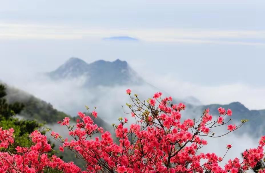 杜鹃的诗句有哪些（赞美杜鹃花的诗词）