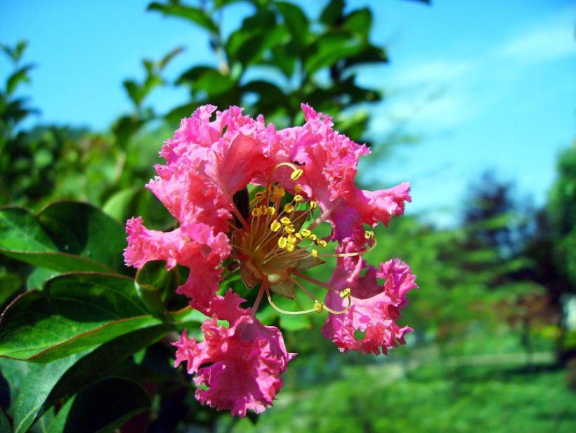 紫薇花古诗赏析（赞美紫薇花经典短句）