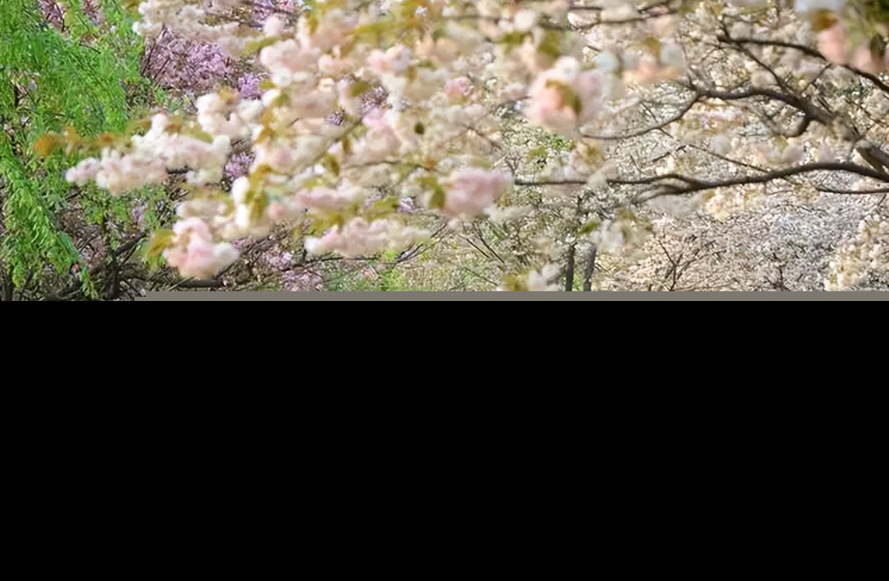 写花的诗句有哪些（古诗形容花的诗句）