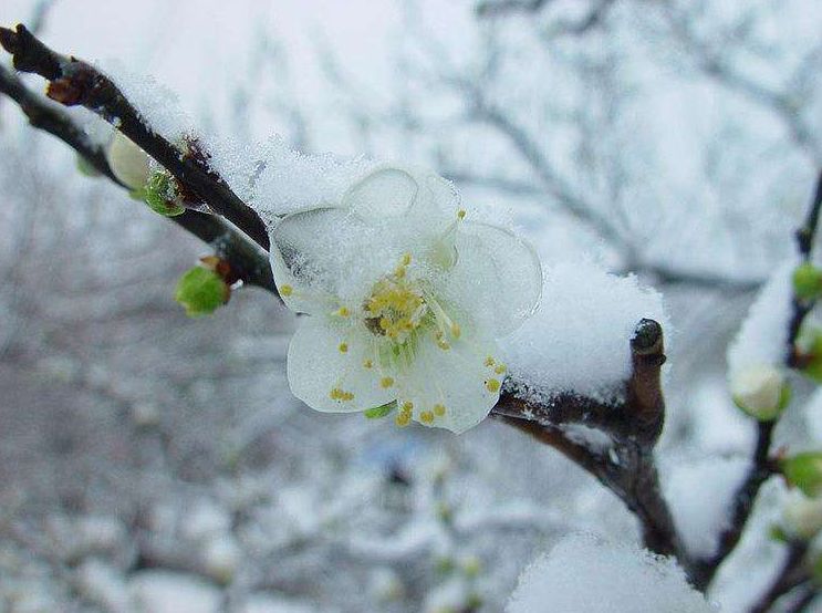 梅花的古诗有哪些（10首关于梅花的古诗词）