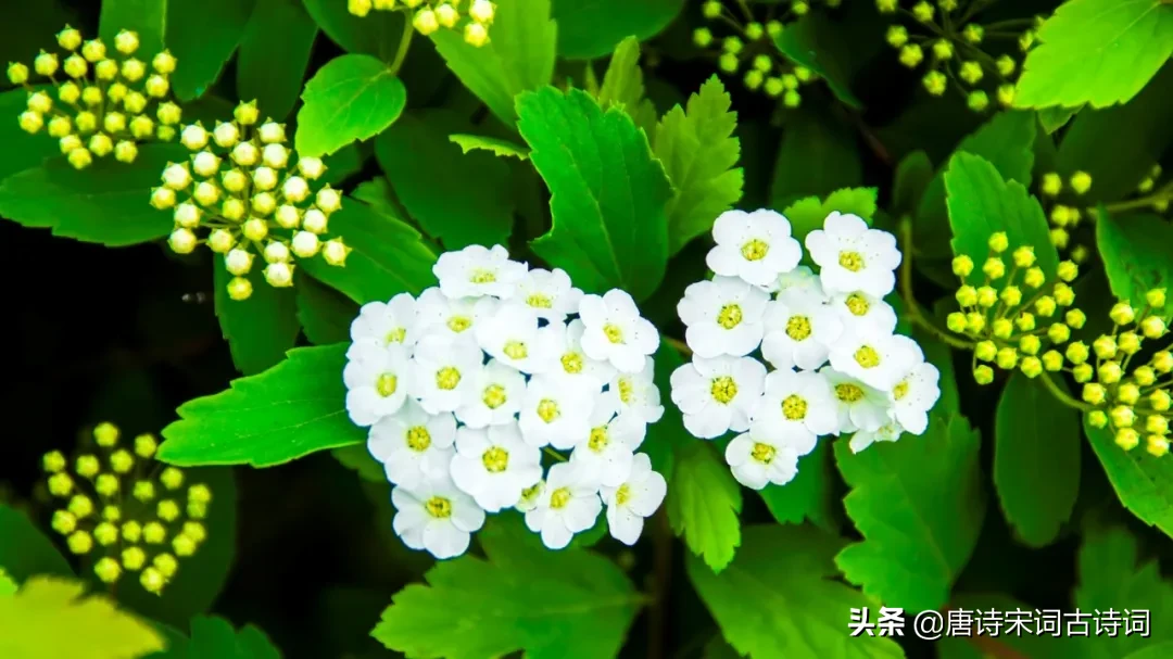 春分的诗词有哪些（春分的寓意和象征）
