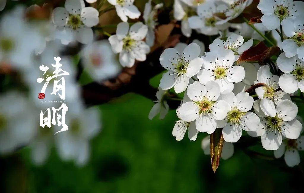 清明节古诗词大全（关于清明节的名言警句）