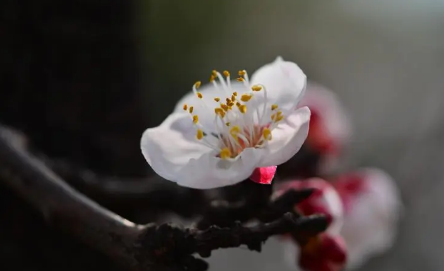 杏花的诗句古诗大全（带有杏花的古诗句）