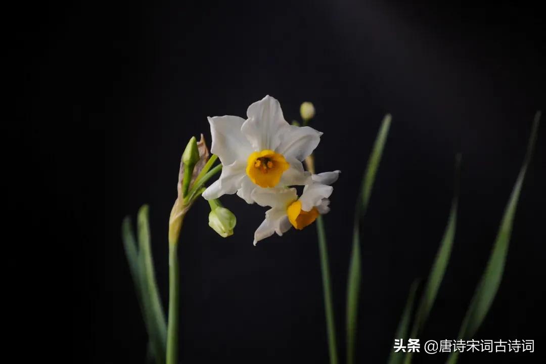 水仙花的诗句有哪些（描写水仙花的现代诗）