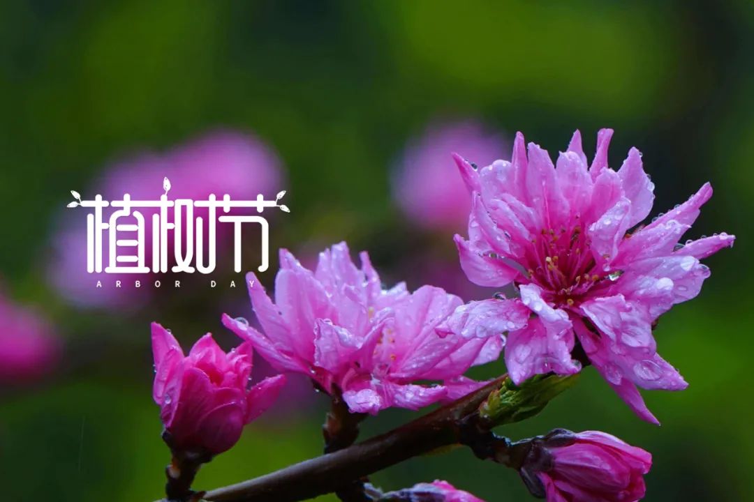 植树节的诗歌简短（关于植树节的佳句）