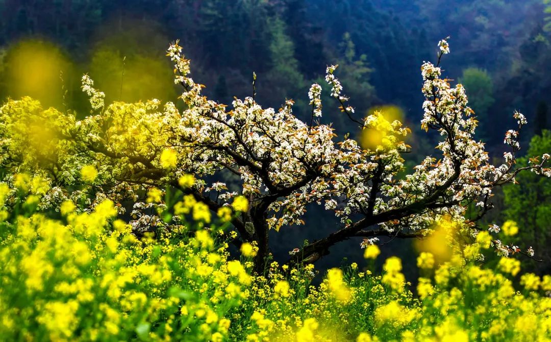 清明节诗句经典古诗（清明节优美段落摘抄）