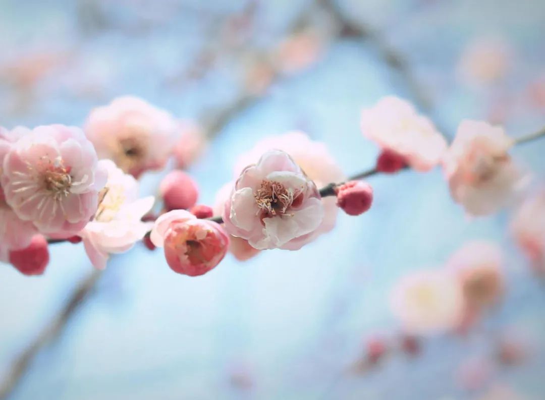 梅花的诗句经典名句（赞美梅花的简短优美句子）