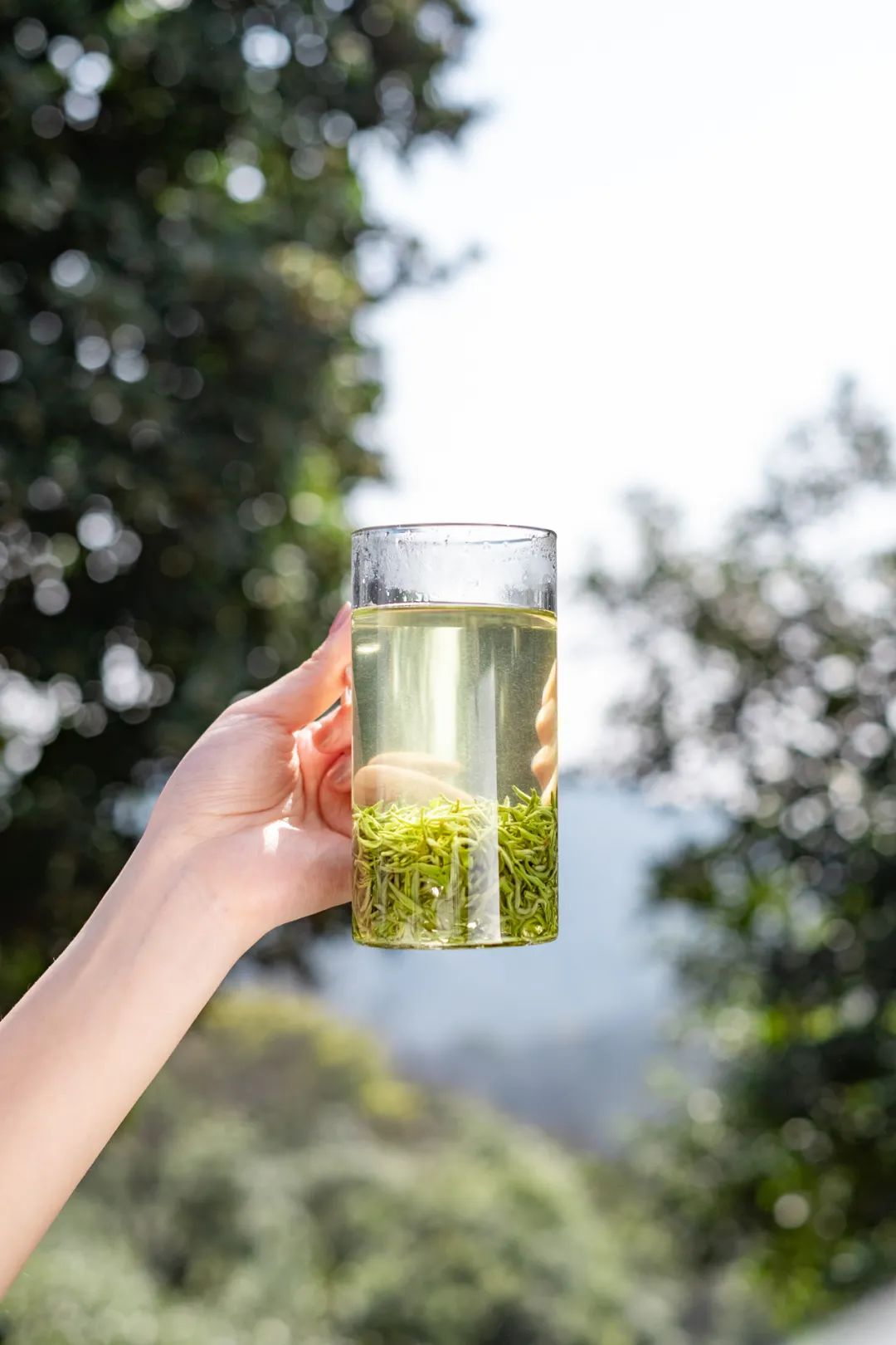 春茶的诗句唯美（三月春茶美好句子）