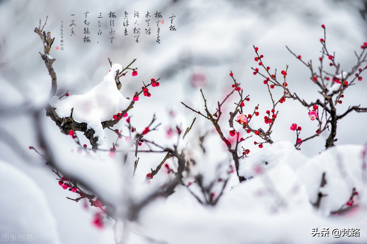 关于梅花的作文（描写梅花的优美段落）