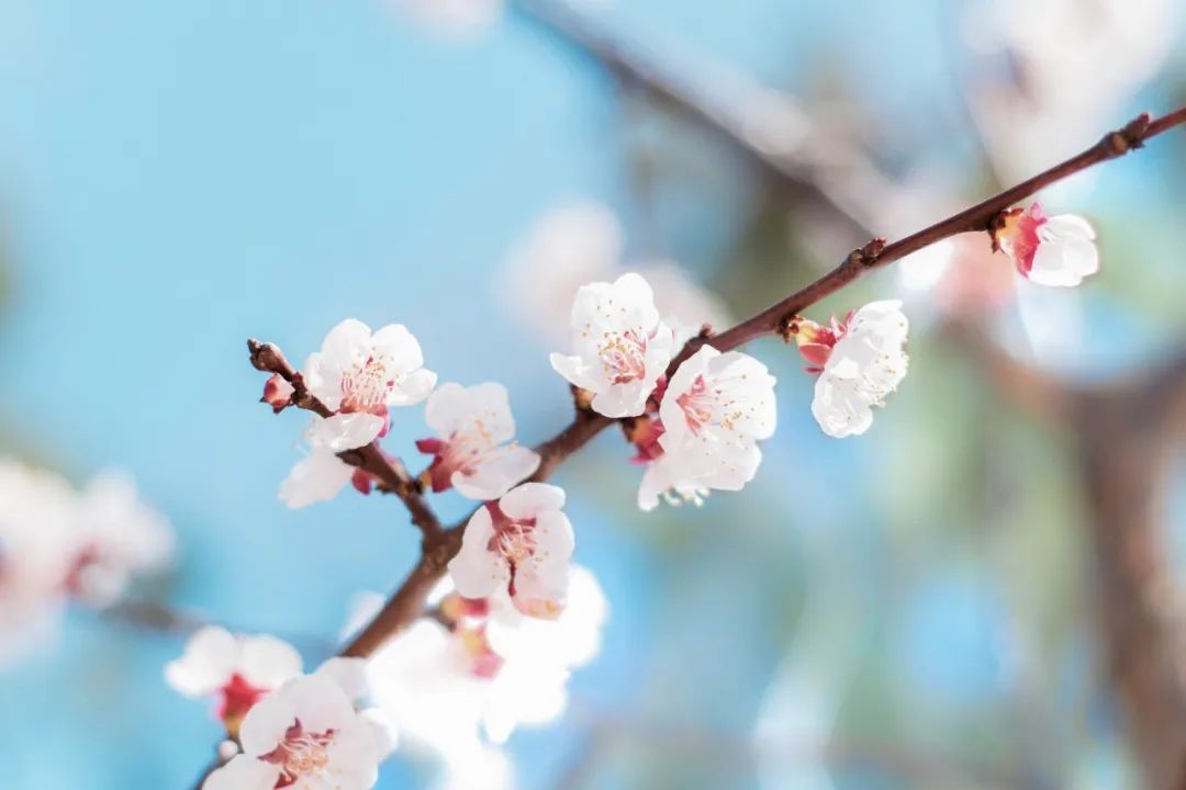 春天和花的唯美诗句（赞美春天花的优美诗句）