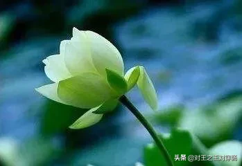 对联赏析大全（绝妙的对联及简要赏析）