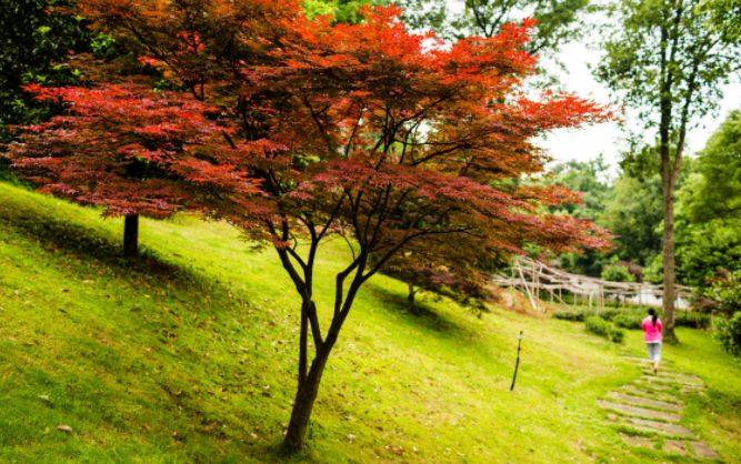 关于月亮的句子唯美伤感（借月亮表达孤独伤感说说）