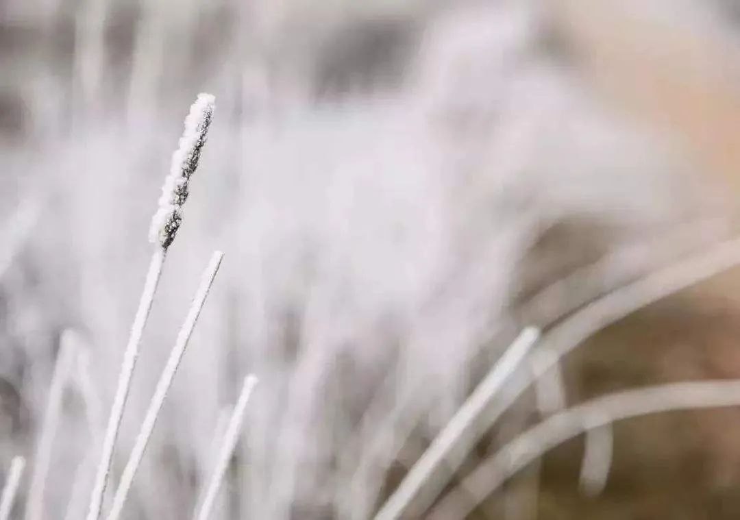 大雪节气诗词选（形容下雪好兆头的诗词）