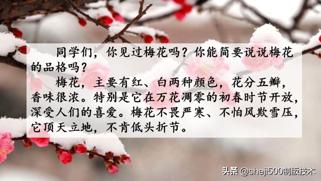 课文梅花魂指的是什么（梅花魂全文知识）