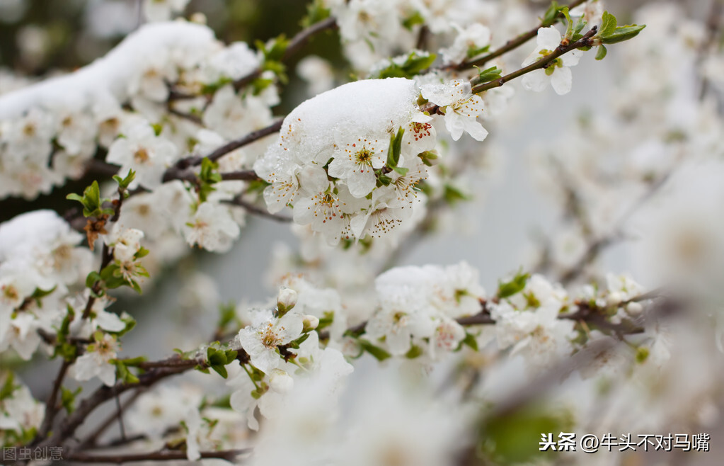 杂诗王维正确拼音版其二（杂诗全文朗读和意思）