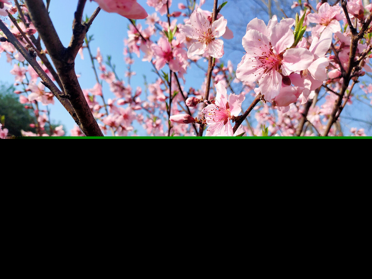 赞美教师的诗句有哪些（感恩教师的8句名诗）
