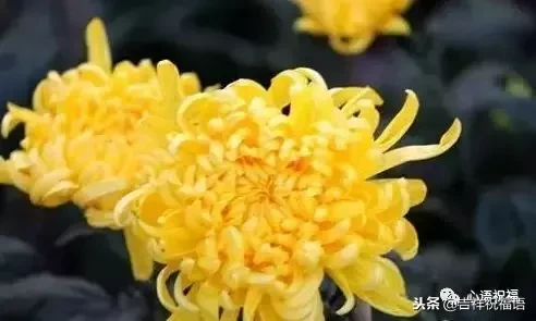 想念天堂父母短句（想念天堂的亲人的句子）