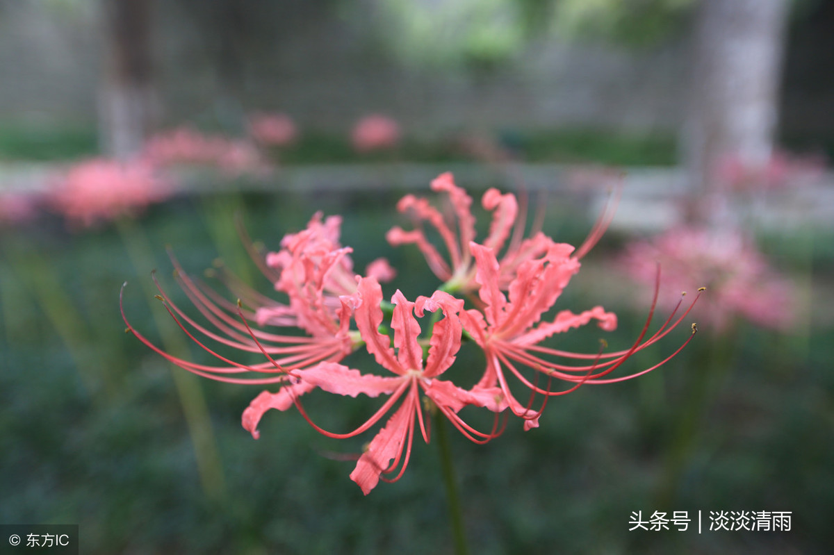 彼岸花诗词伤感（彼岸花的经典诗句）